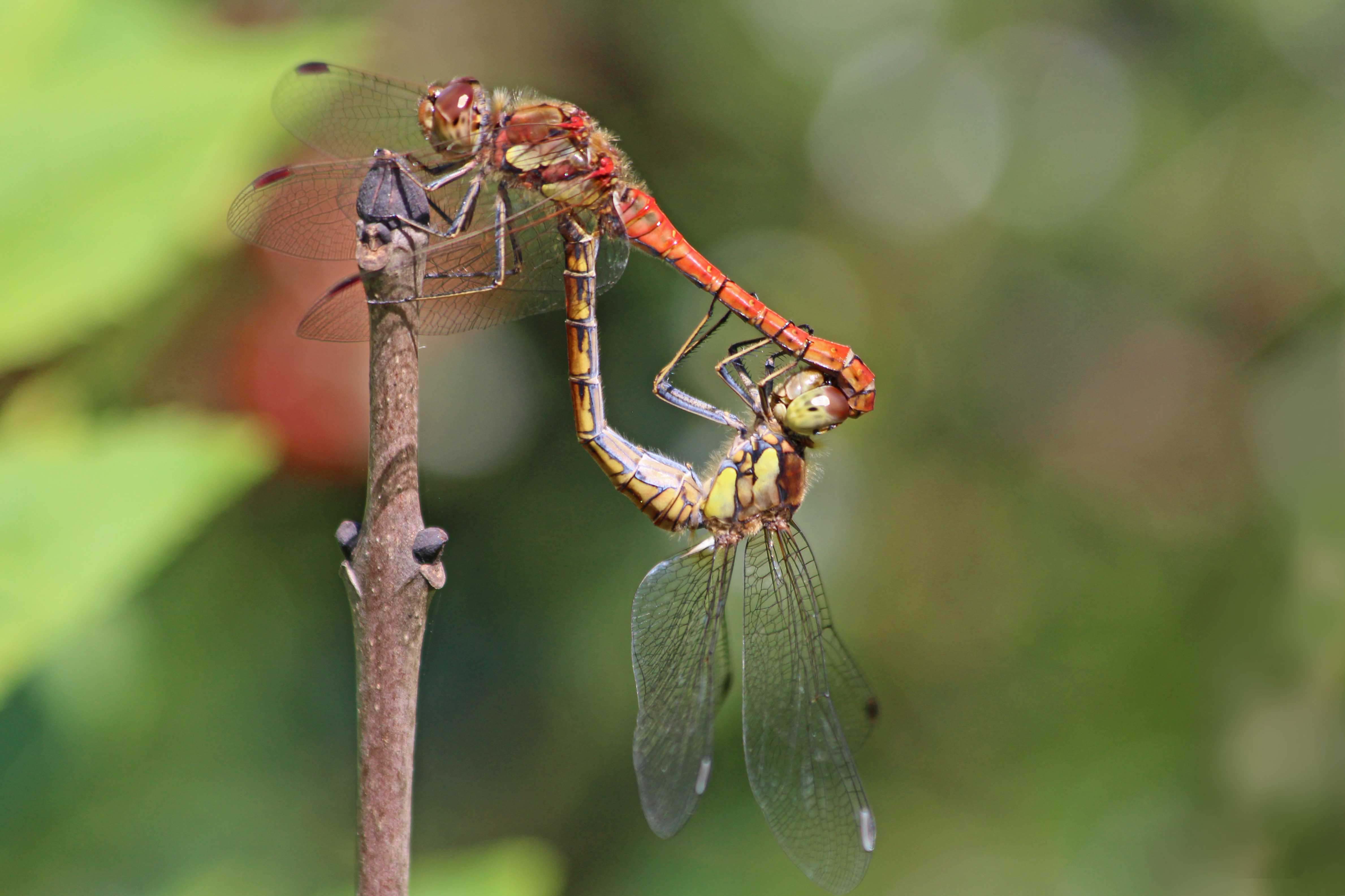 210825 common darters