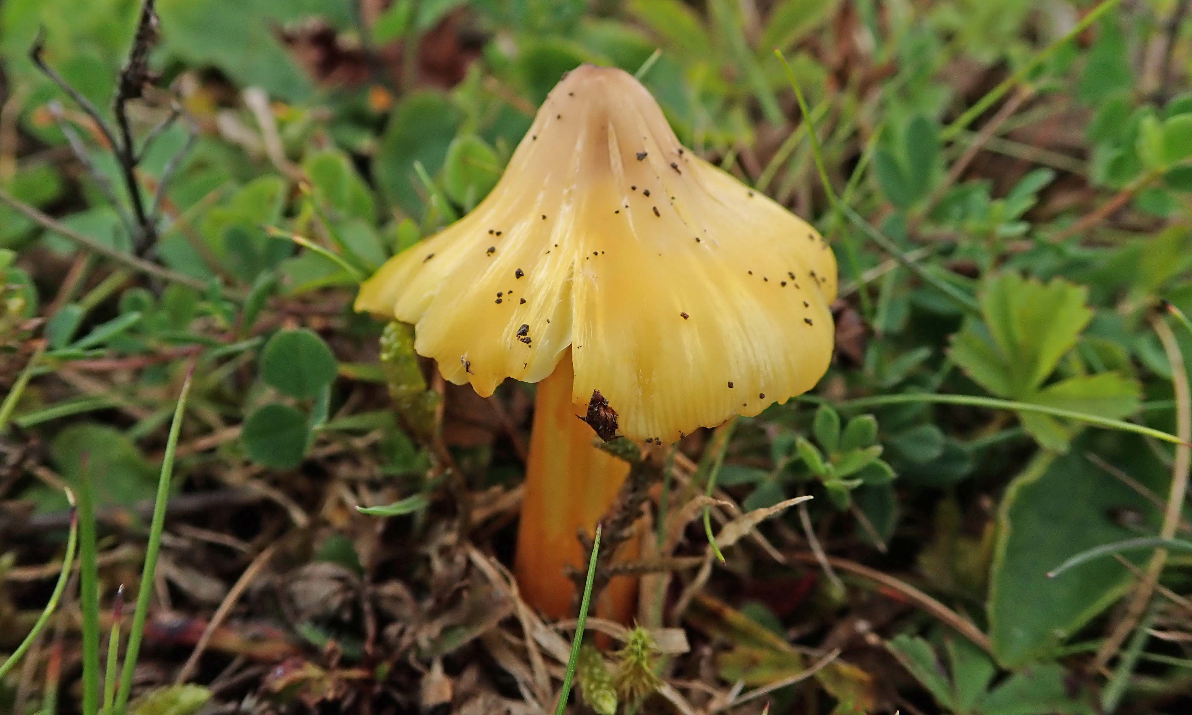 210827 persistent waxcap (1)