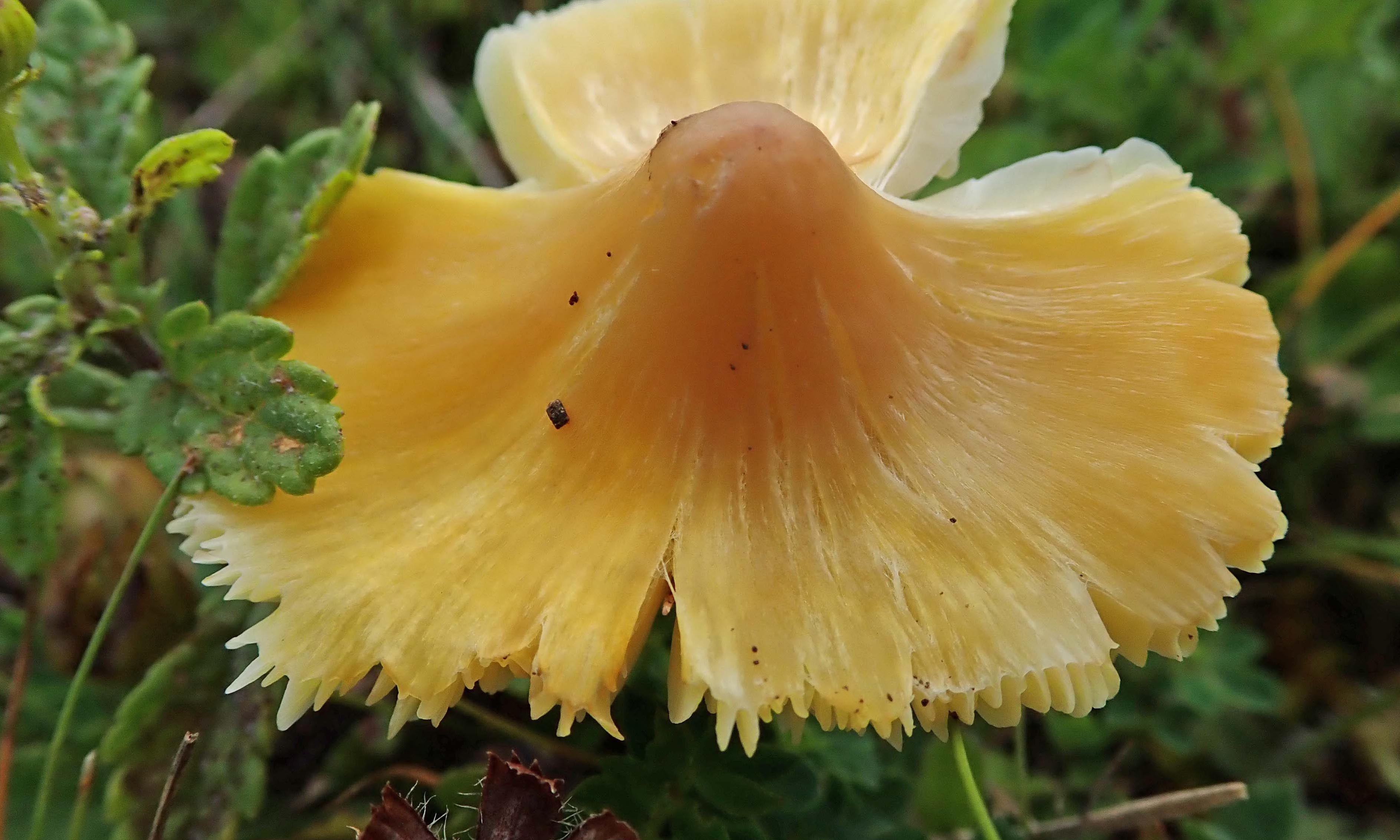 210827 persistent waxcap (2)
