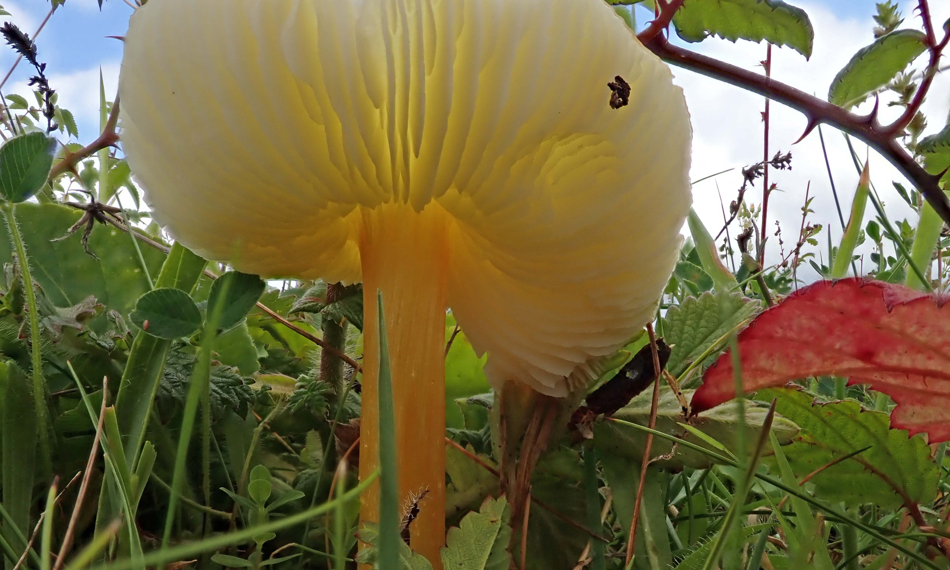 210827 persistent waxcap (3)