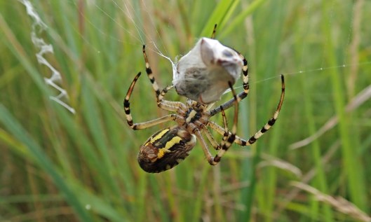 210831 wasp spider (5)