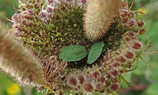 210903 common green (2)