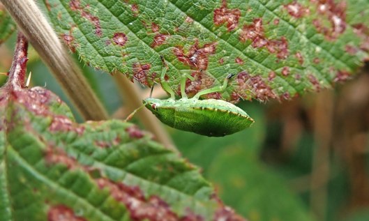 210903 common green (3)