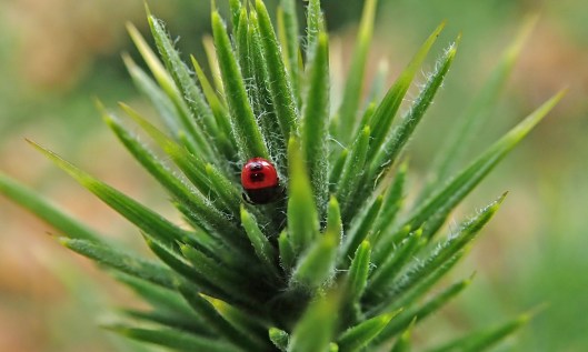 210903 gorse shieldbug 2nd instar