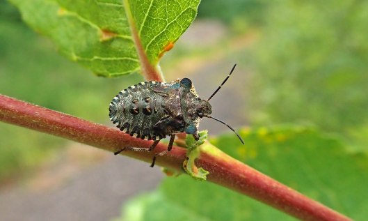 210903 red-legged shieldbug final instar