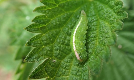 210904 scaeva pyrastri (1)