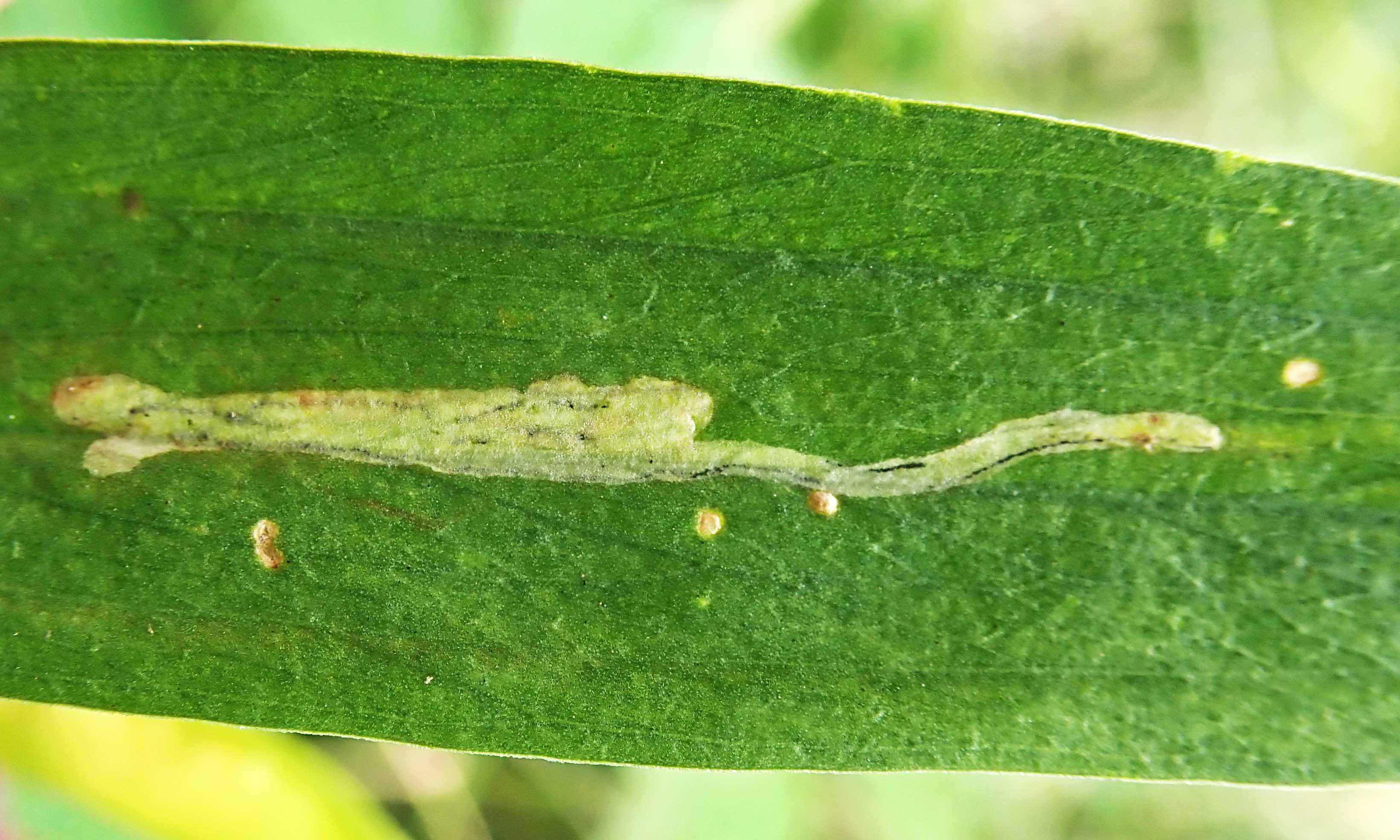 210906 Liriomyza pisivora (1)