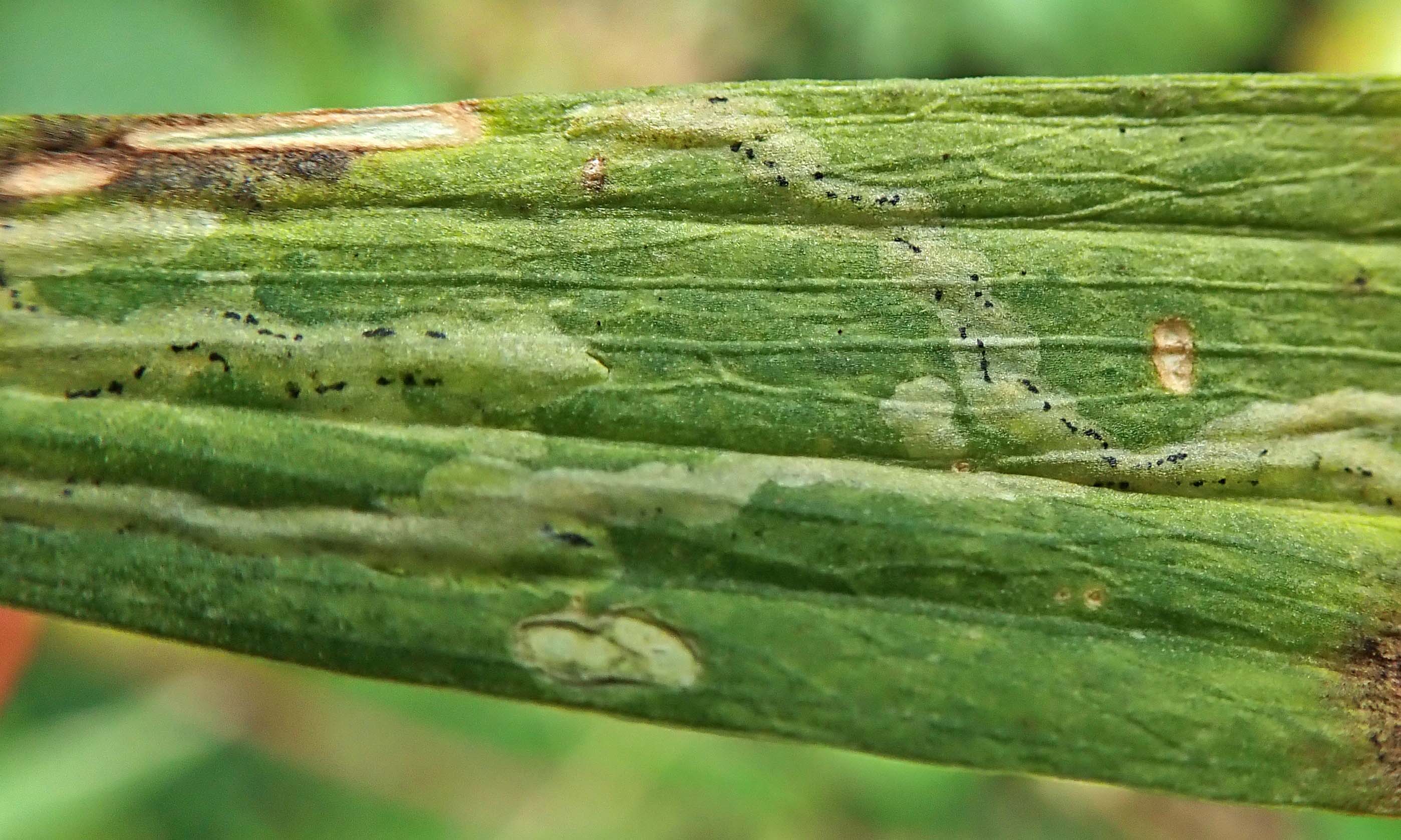 210906 Liriomyza pisivora (4)