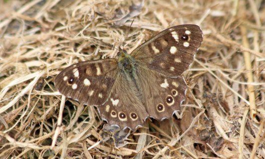 210907 speckled wood (1)