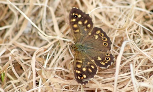 210907 speckled wood (2)