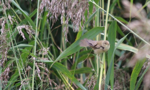 210911 reed warbler (1)