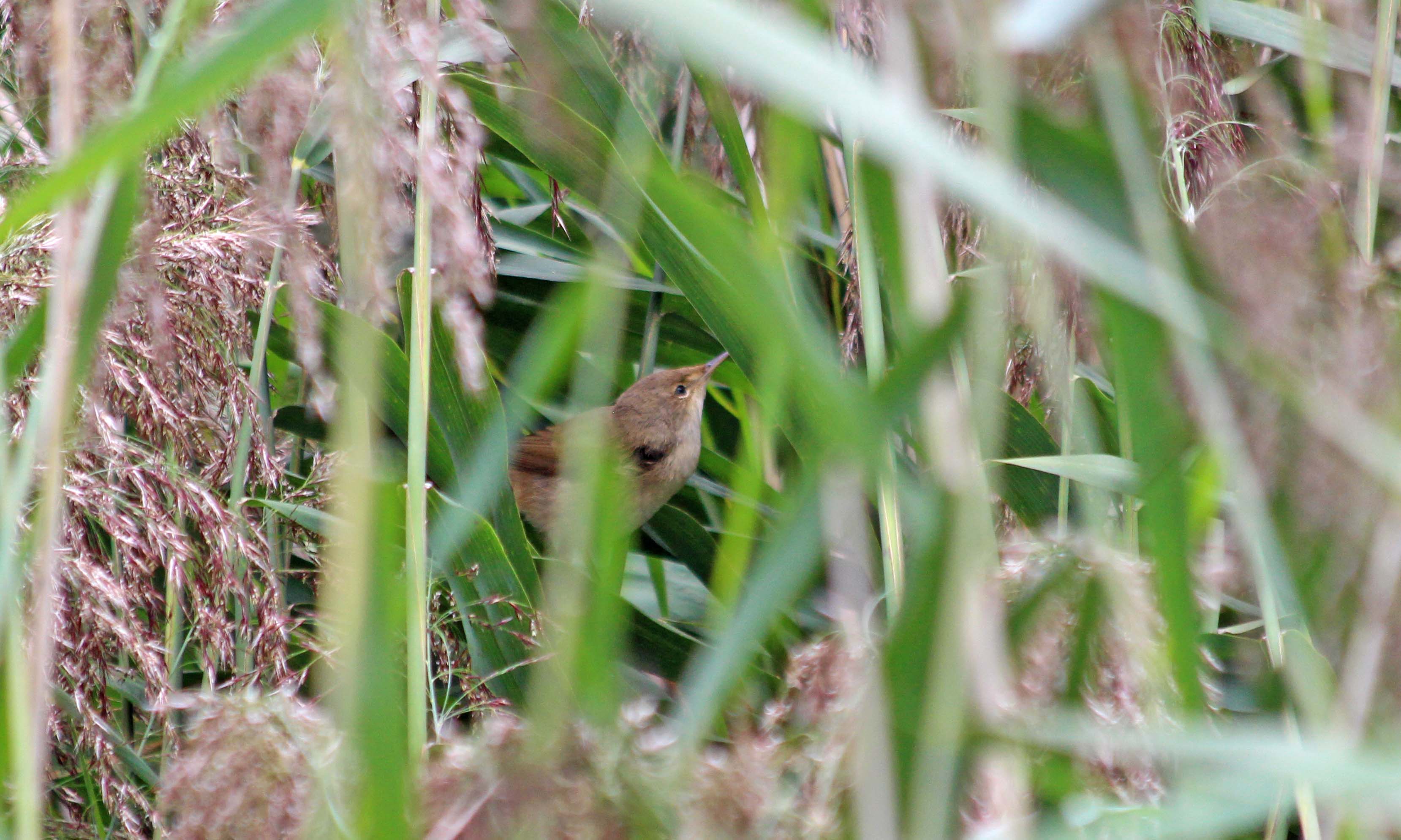 210911 reed warbler (2)