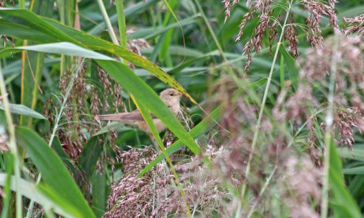 210911 reed warbler (3)