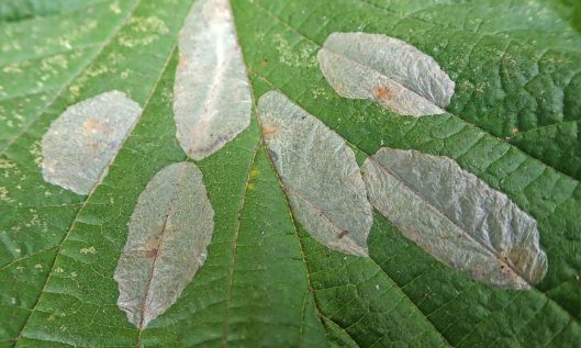 210913 phyllonorycter coryli (1)