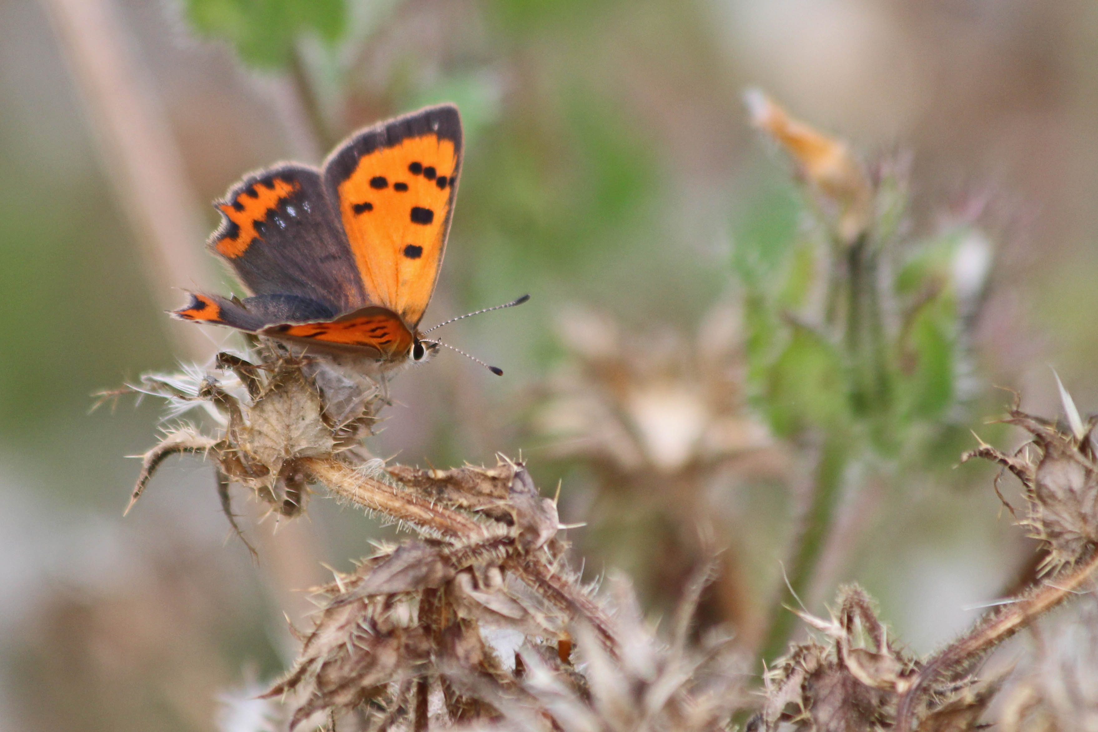 210914 small copper