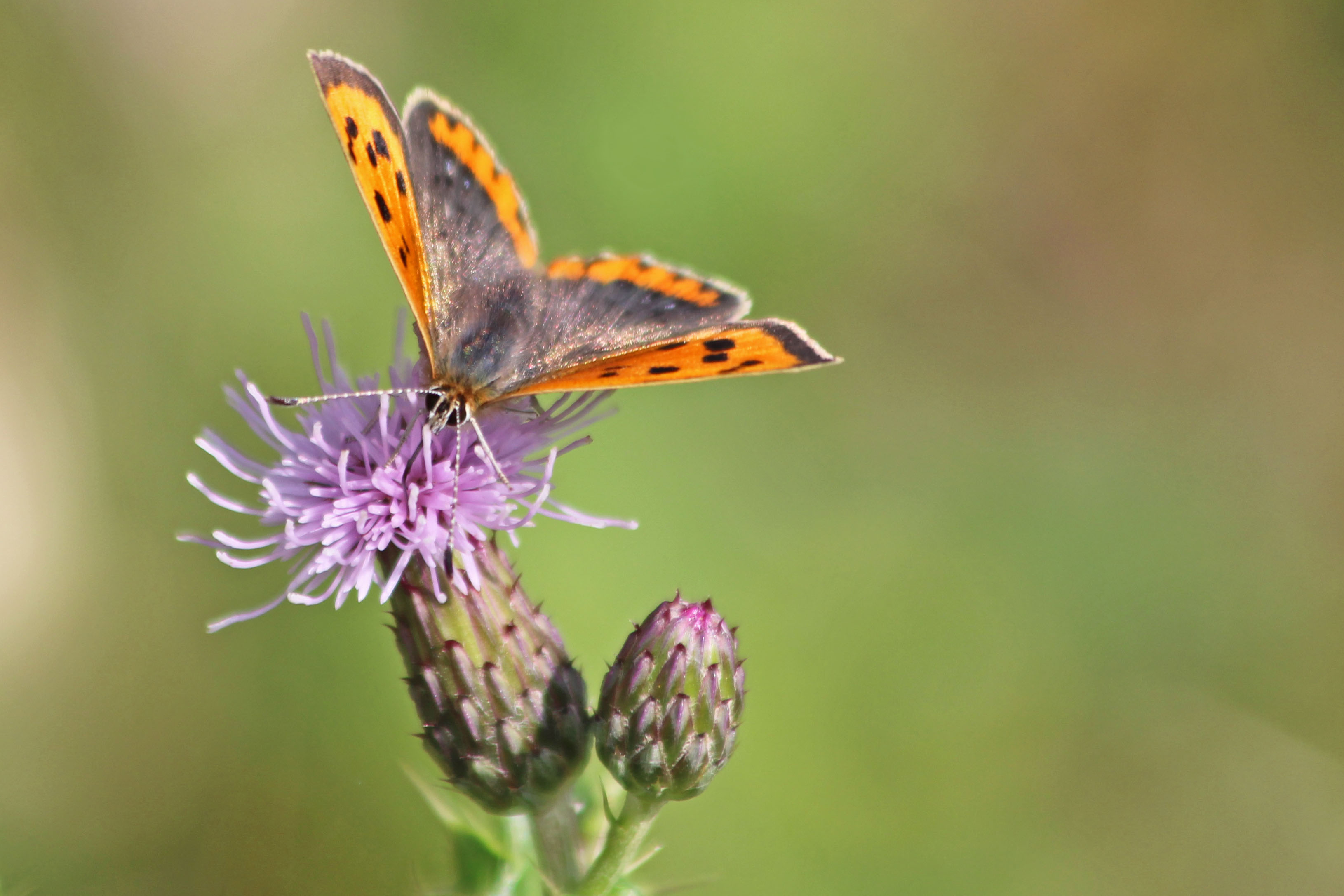 210915 small copper