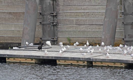 210916 little egret (1)