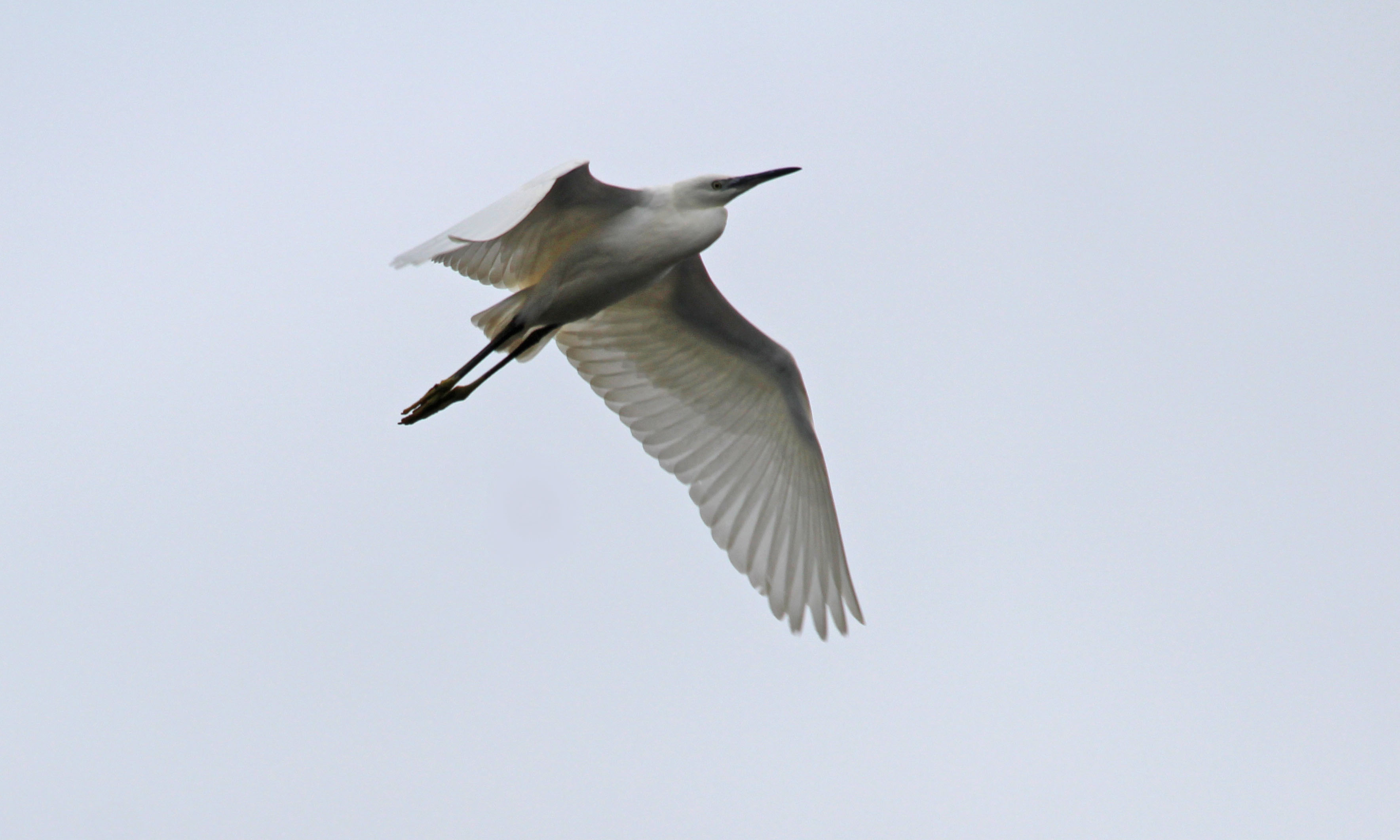 210916 little egret (2)