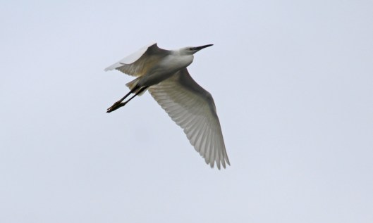 210916 little egret (2)