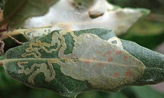 210920 acrocercops brongniardella (1)