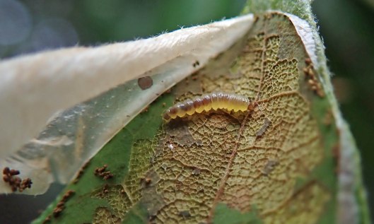 210920 acrocercops brongniardella (2)