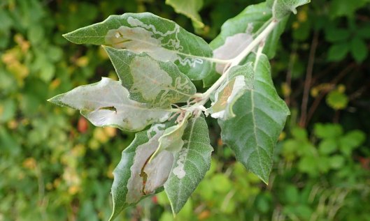 210920 acrocercops brongniardella (3)