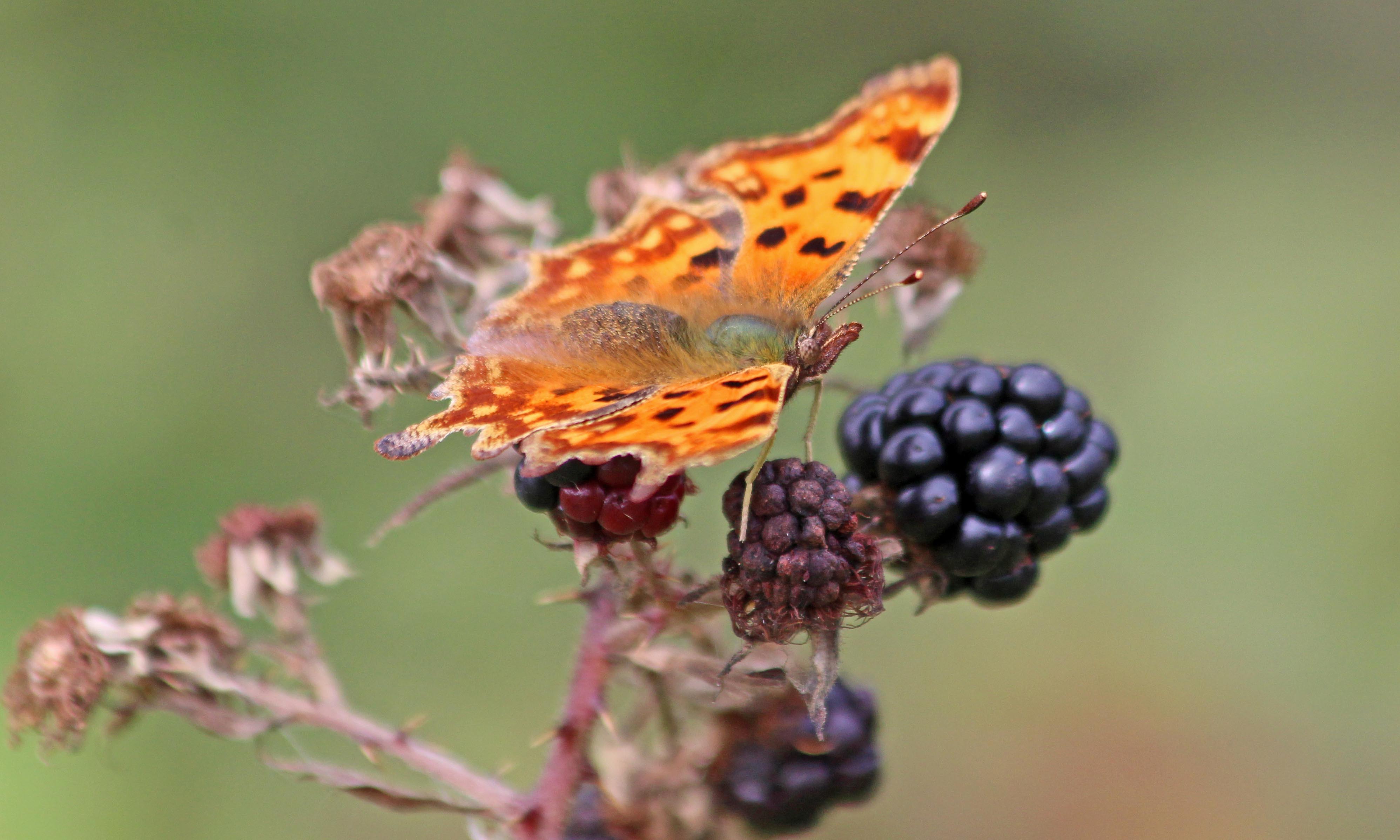 210922 comma (1)