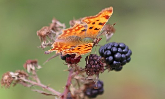210922 comma (1)
