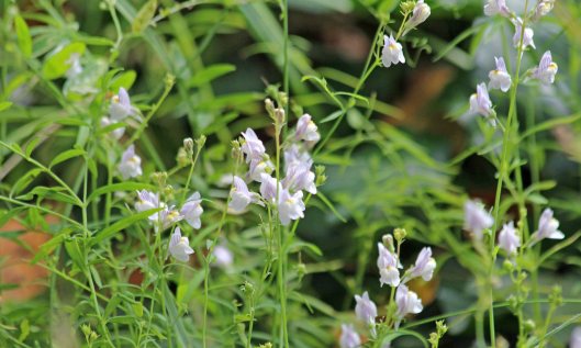 210926 pale toadflax (1)