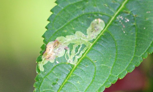 210927 Phytoliriomyza melampyga