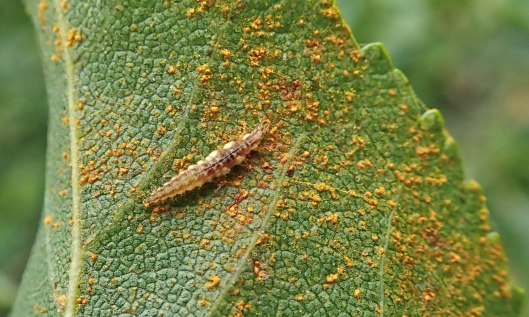210929 lacewing larva