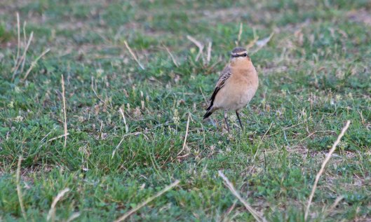 211002 wheatear (2)