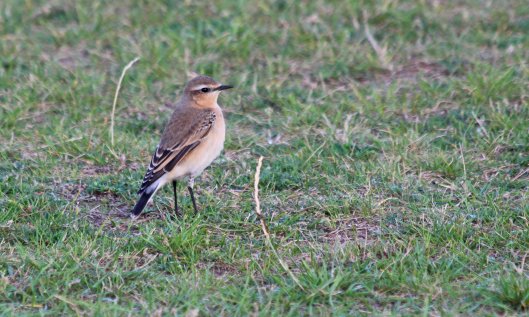 211002 wheatear (4)