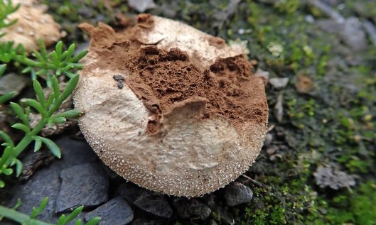 211002 common puffball (4)