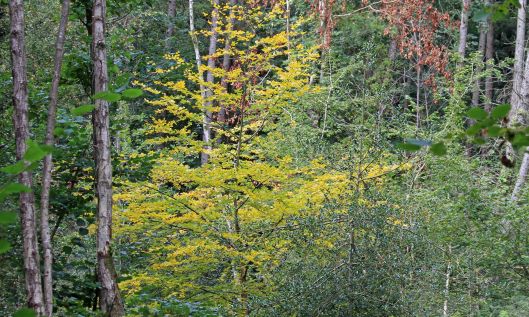 211003 autumn yellow (1)