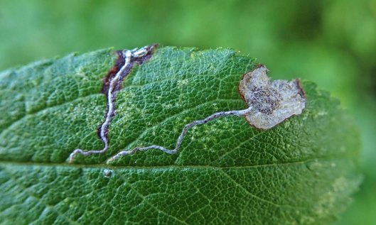 211004 Stigmella plagicolella (1)