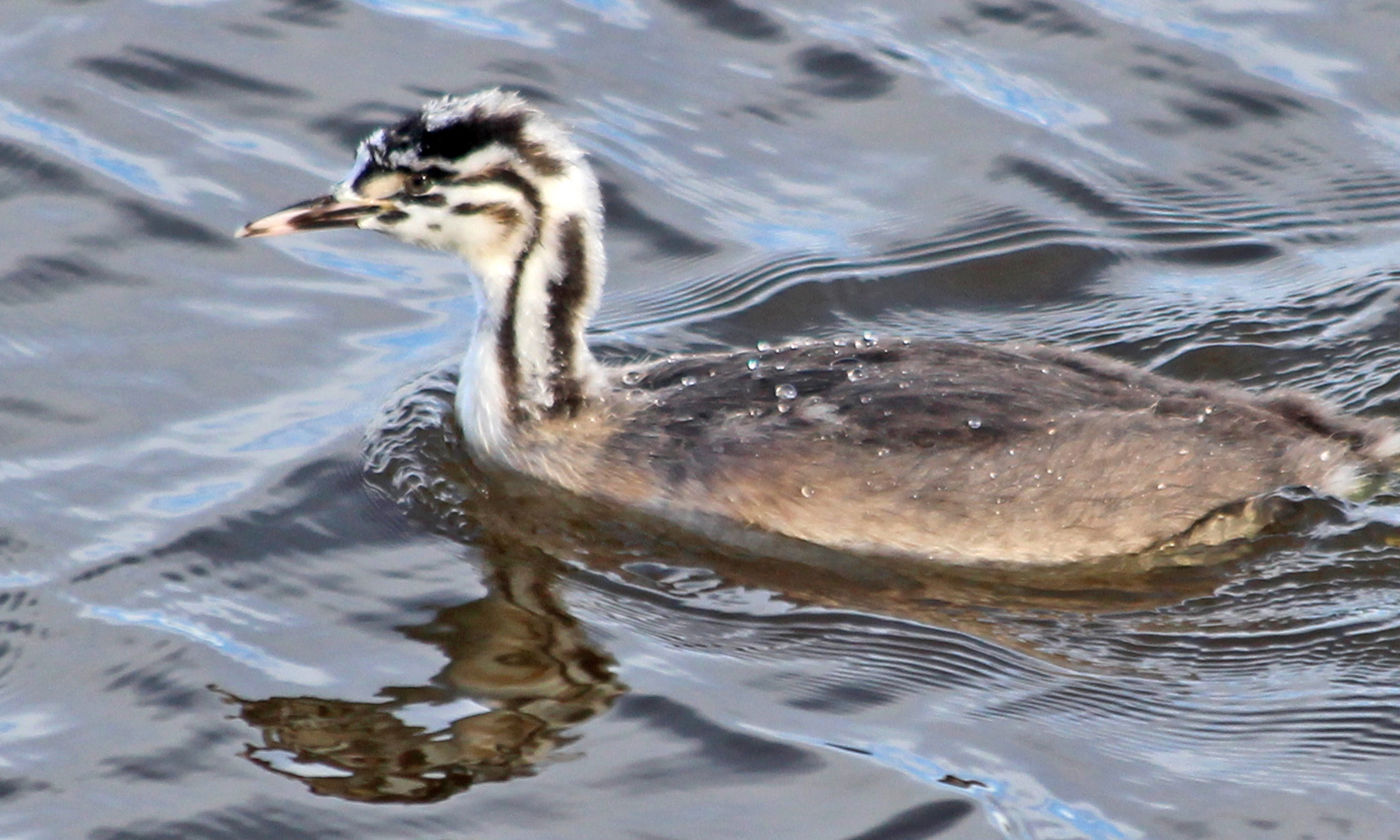 211005 great crested grebe (2)