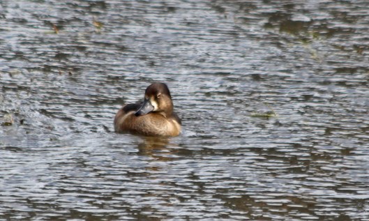 211007 ring-necked duck (1)