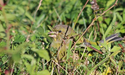 211009 greenfinch (2)