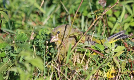 211009 greenfinch (3)