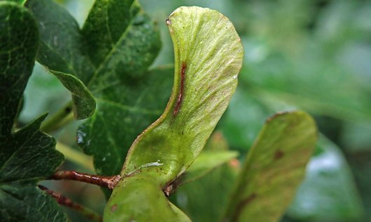 211011 Ectoedemia louisella on Field maple (1)