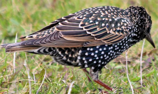 211013 starling (2)