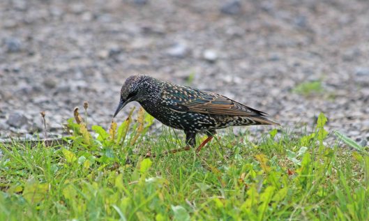 211013 starling (3)