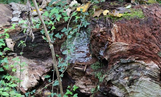 211015 ceratiomyxa fruticulosa (1)