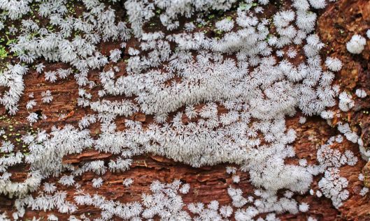 211015 Ceratiomyxa fruticulosa (2)