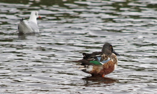 211016 shoveler (1)