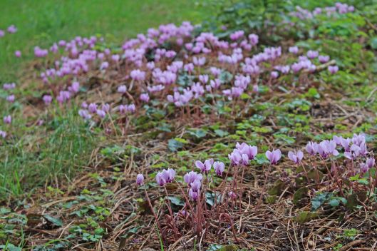 211019 cyclamen (1)