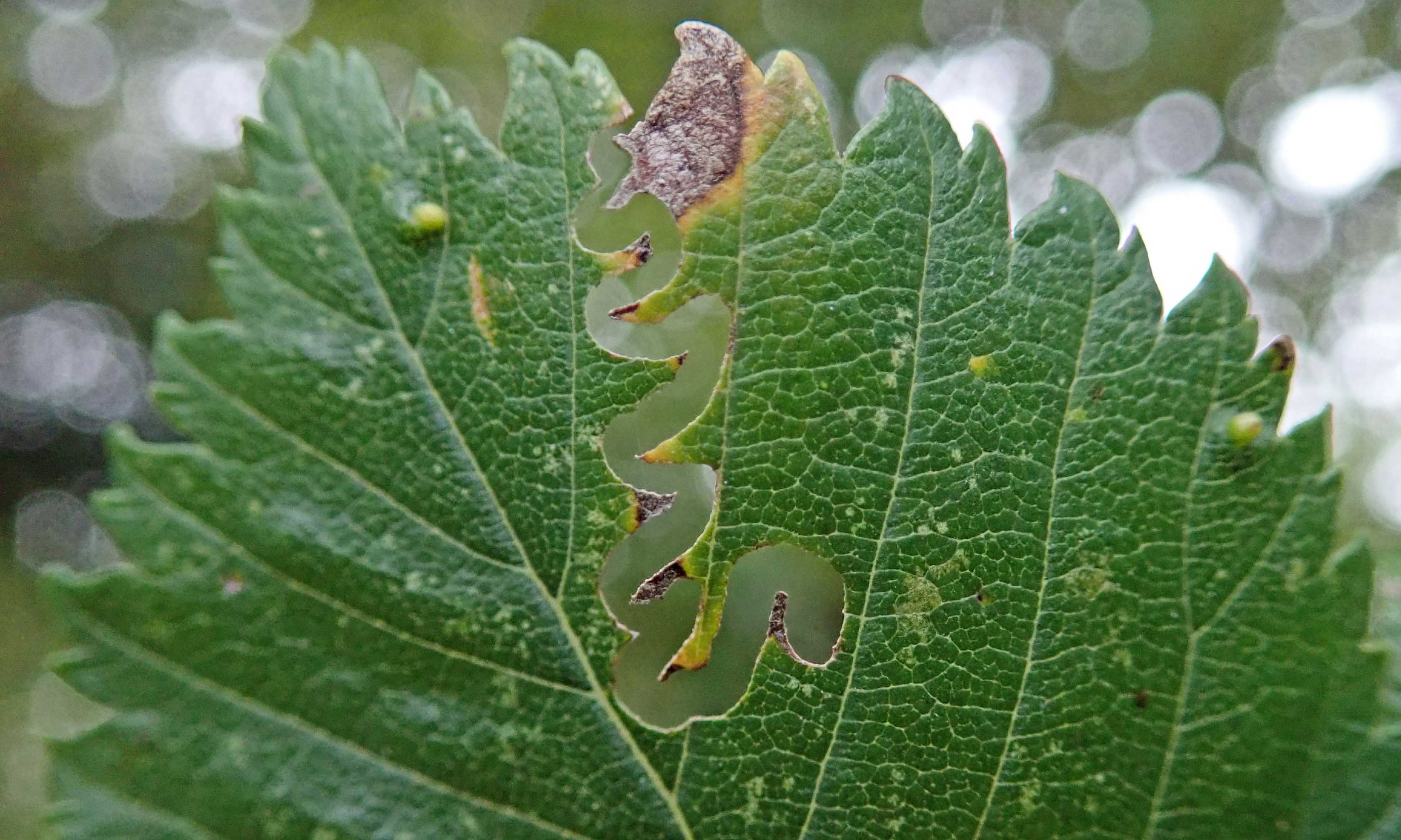 211021 elm zigzag sawfly (1)