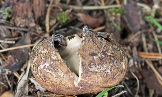 211022 earthstars (1)