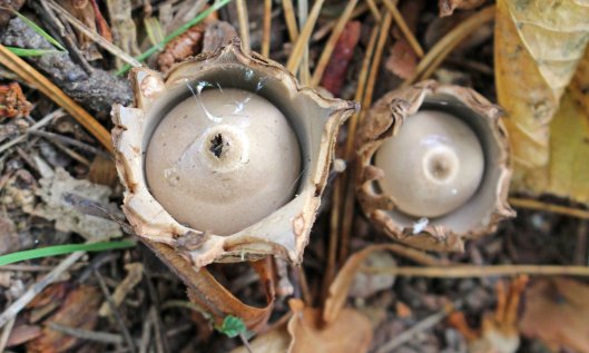 211022 earthstars (2)